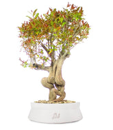 Melograno Bonsai Esemplare XL