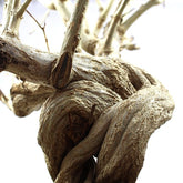 Melograno Bonsai Esemplare XL
