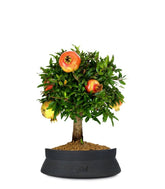 Melograno M Bonsai