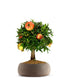 Melograno M Bonsai