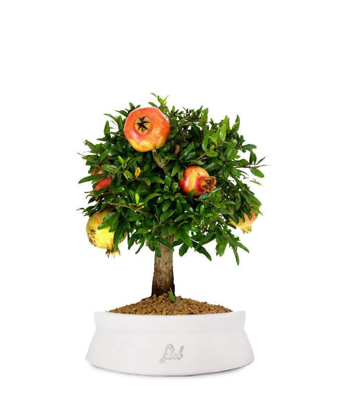 Melograno M Bonsai
