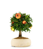 Melograno M Bonsai