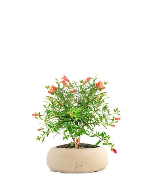 Melograno Nano