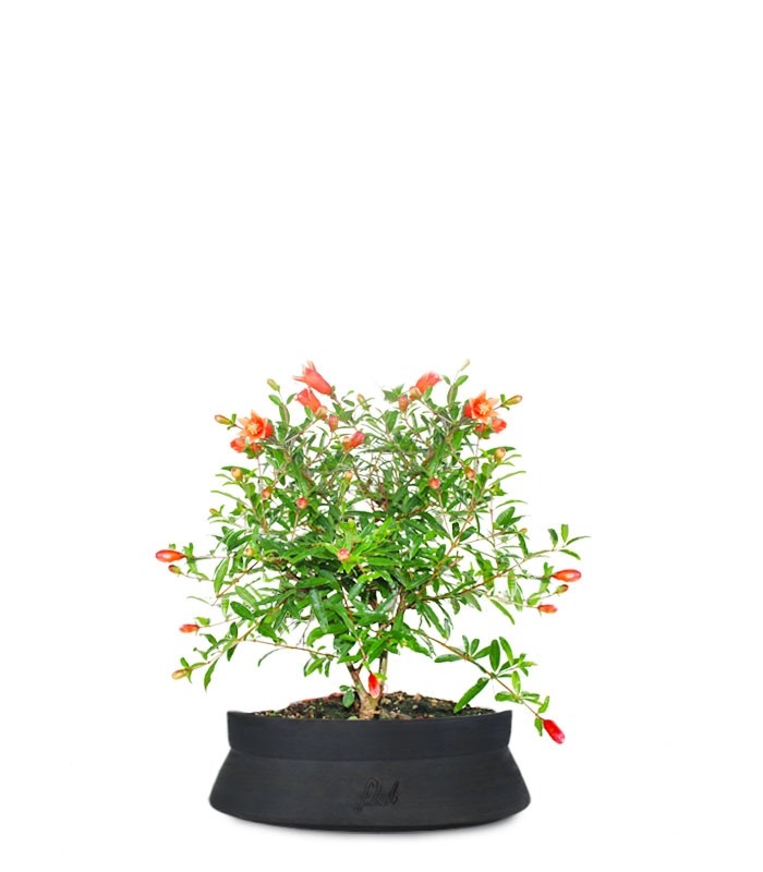 Melograno Nano