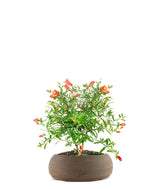 Melograno Nano