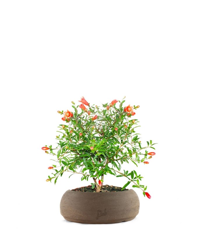 Melograno Nano