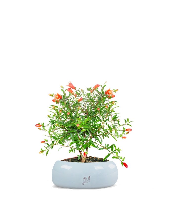 Melograno Nano
