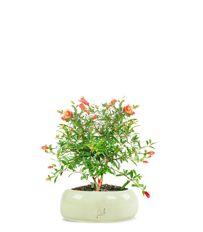 Melograno Nano