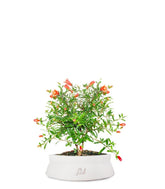 Melograno Nano