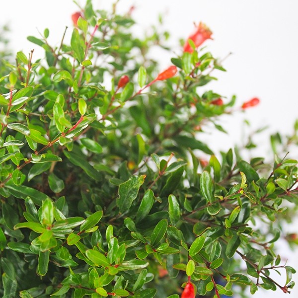 Melograno Nano
