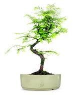 Metasequoia