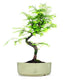 Metasequoia