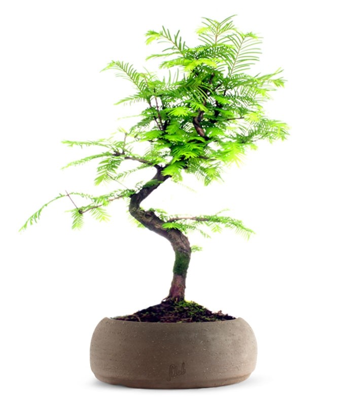 Metasequoia