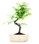 Metasequoia