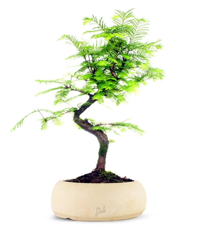 Metasequoia