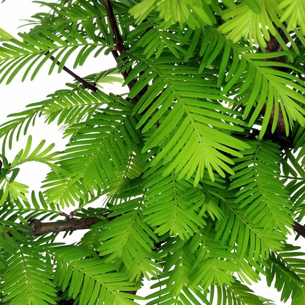 Metasequoia