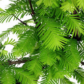 Metasequoia