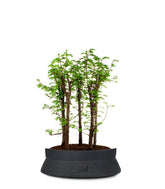 Metasequoia Boschetto L