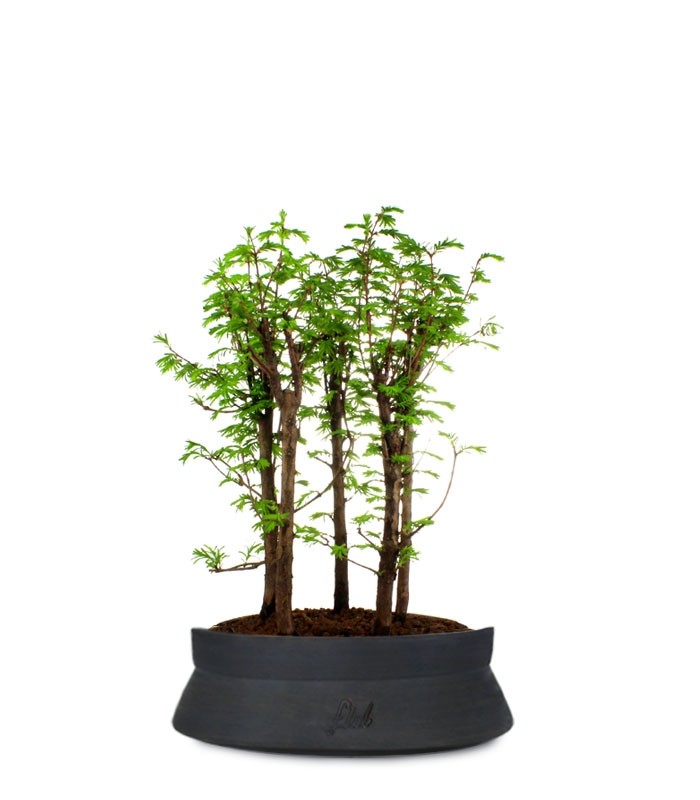 Metasequoia Boschetto L