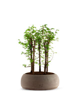 Metasequoia Boschetto L