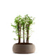 Metasequoia Boschetto L