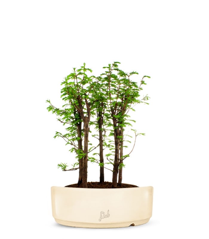 Metasequoia Boschetto L