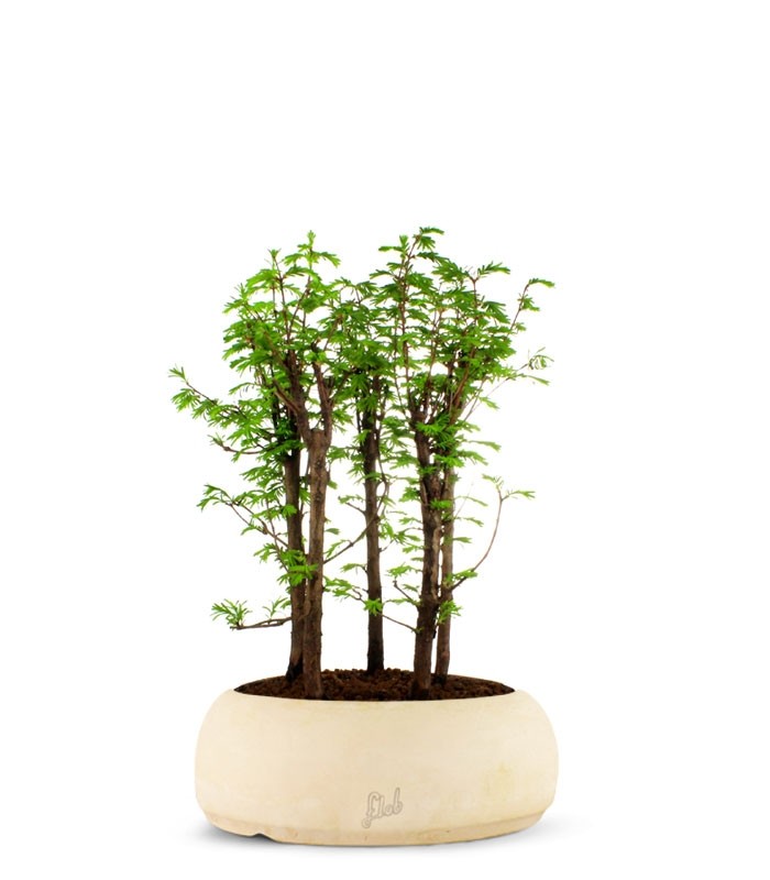 Metasequoia Boschetto L