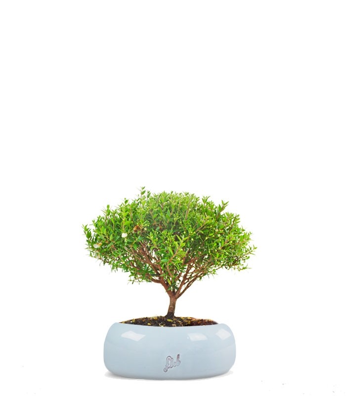 Mirto