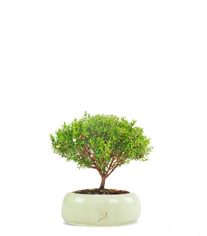 Mirto