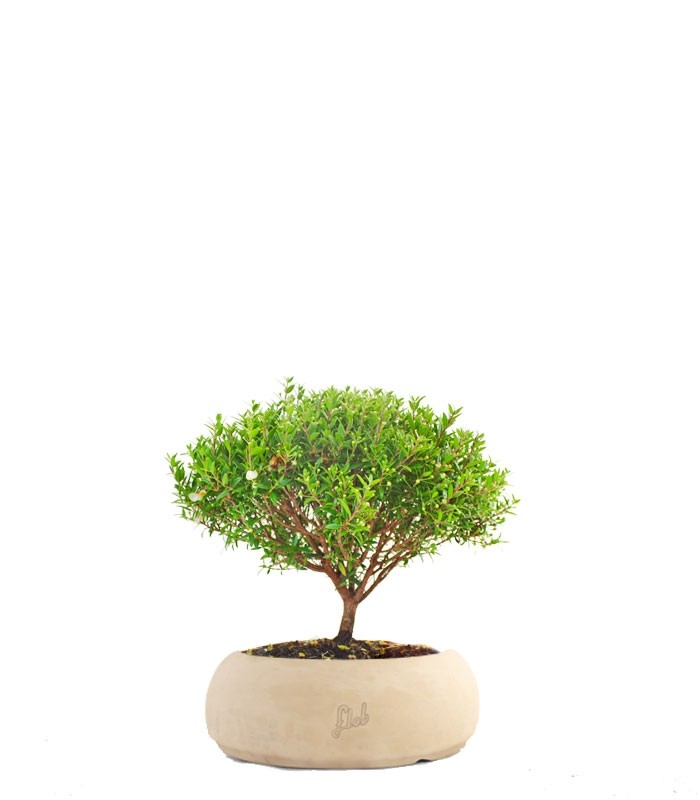 Mirto