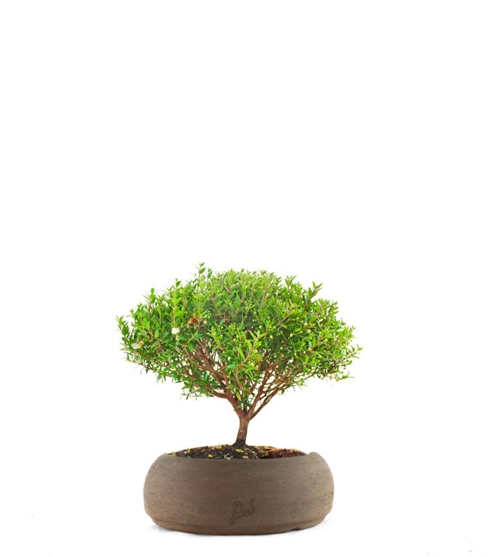 Mirto
