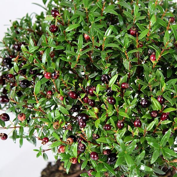 Mirto Alberello