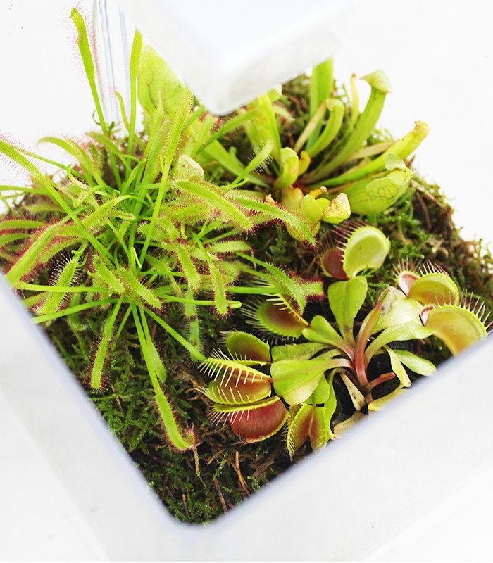 Mix piante carnivore in serra con lampada