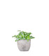 Murdannia loriformis "Bright Star"