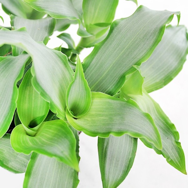 Murdannia loriformis "Bright Star"
