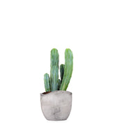 Myrtillocactus Geometrizans