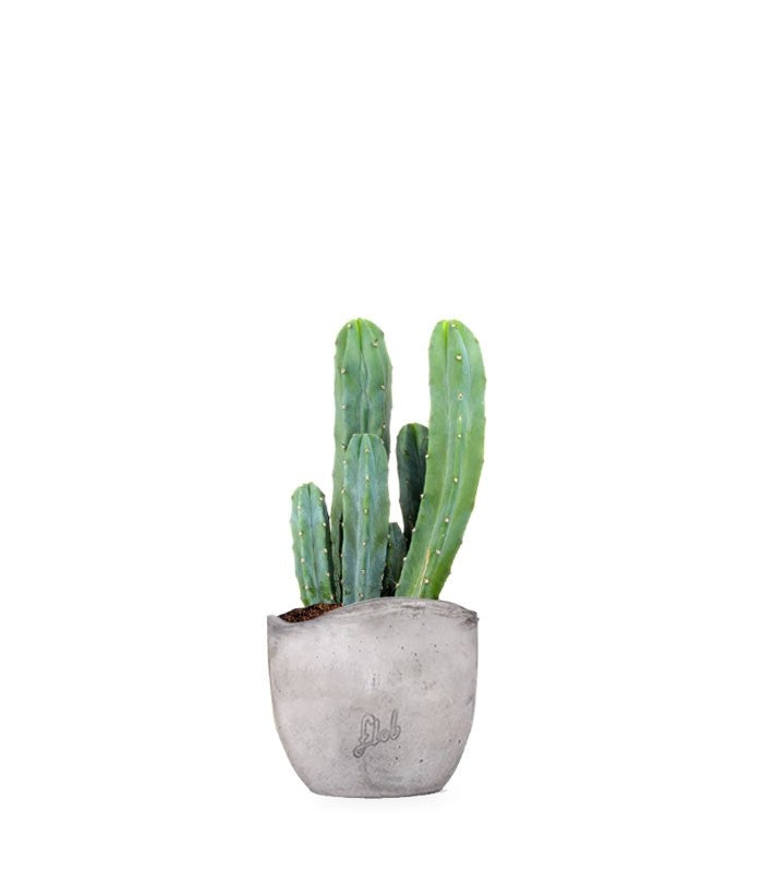 Myrtillocactus Geometrizans