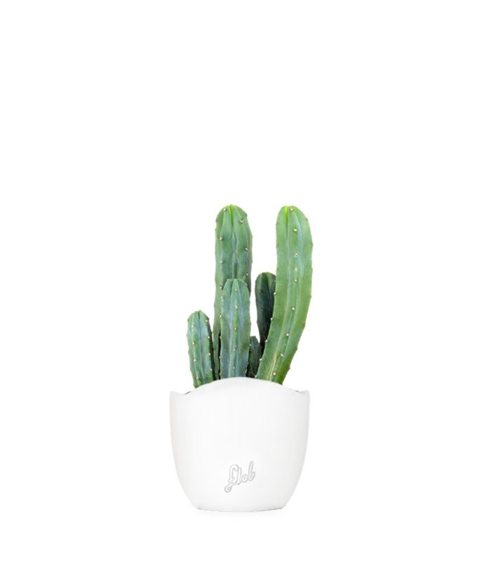 Myrtillocactus Geometrizans
