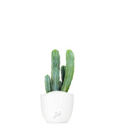 Myrtillocactus Geometrizans