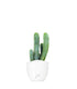 Myrtillocactus Geometrizans