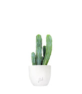 Myrtillocactus Geometrizans
