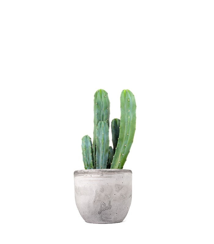 Myrtillocactus Geometrizans