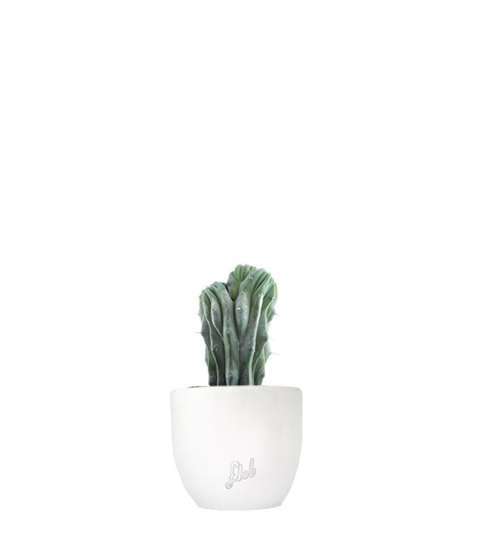 Myrtillocactus Geometrizans Crestato