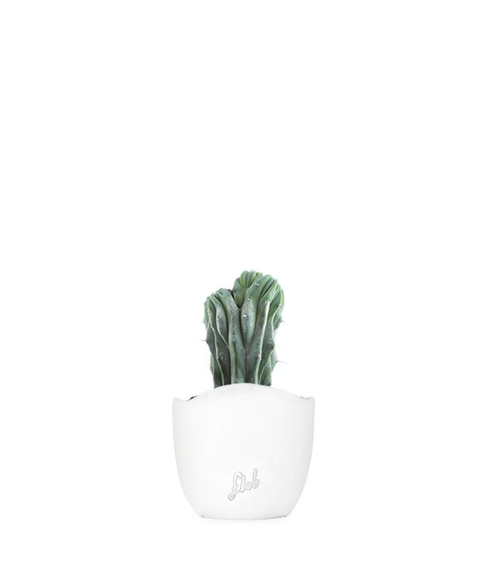 Myrtillocactus Geometrizans Crestato
