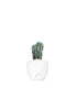Myrtillocactus Geometrizans Crestato
