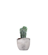 Myrtillocactus Geometrizans Crestato