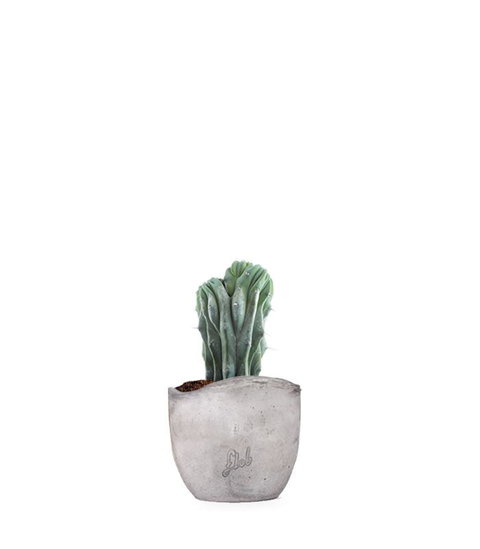 Myrtillocactus Geometrizans Crestato