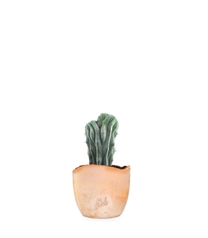 Myrtillocactus Geometrizans Crestato