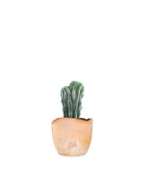 Myrtillocactus Geometrizans Crestato