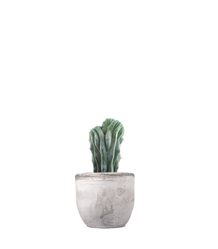 Myrtillocactus Geometrizans Crestato